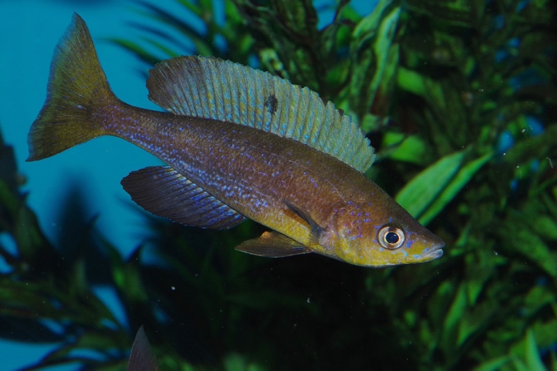 Cyprichromis microlepidotus 'Kilila'